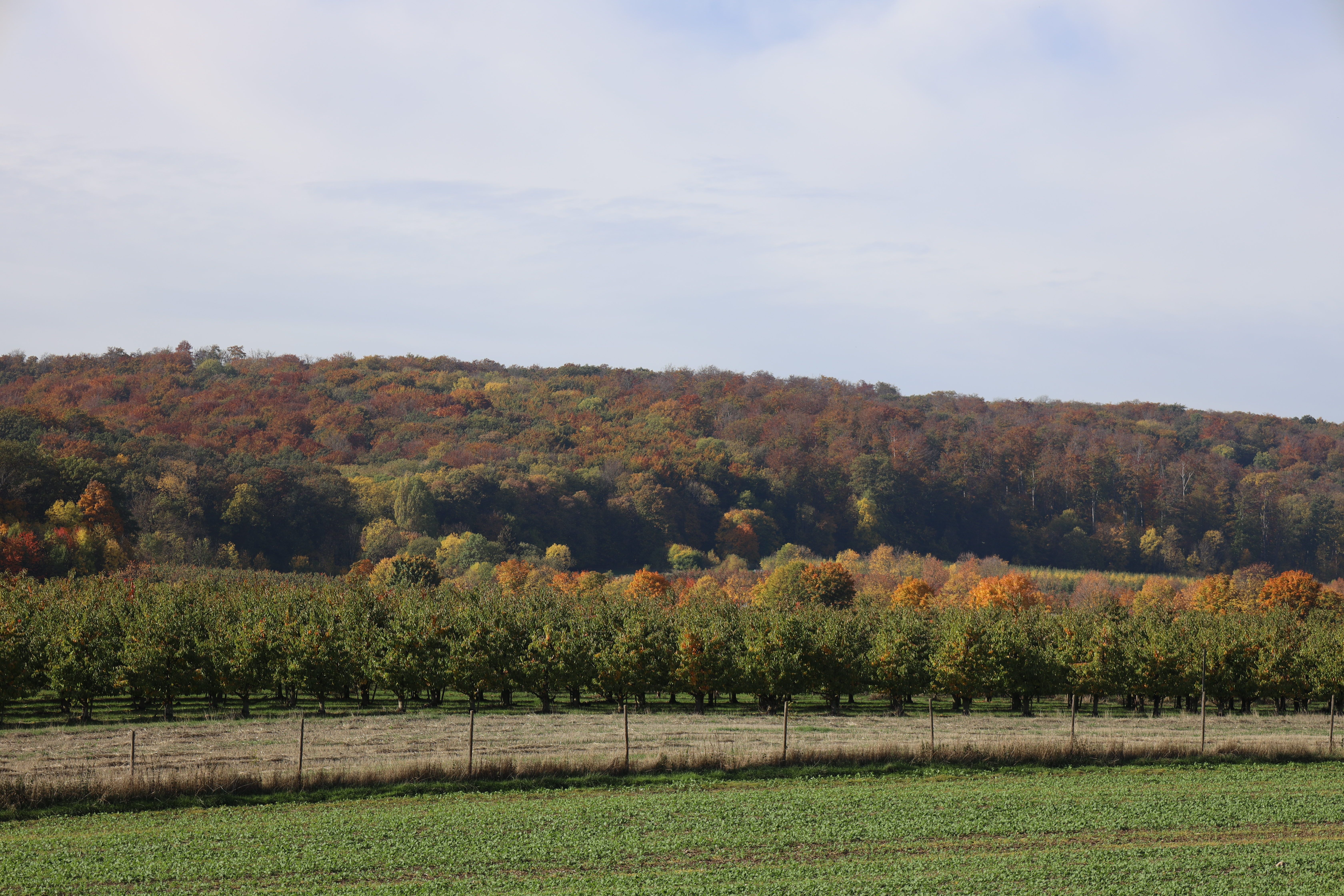 Herbst